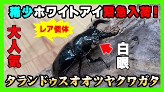 緊急入荷！】希少種タランドゥスオオツヤクワガタの大型ホワイトアイ