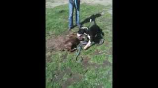 Cricket And Jackson At West La Shelter 5-7-13