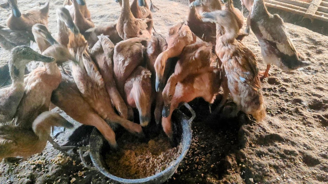 Bebek petelor rontok bulu dan pakan yg cocok