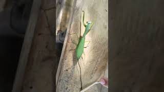 Praying Mantis Parasites Removal ft with KarabawMonster