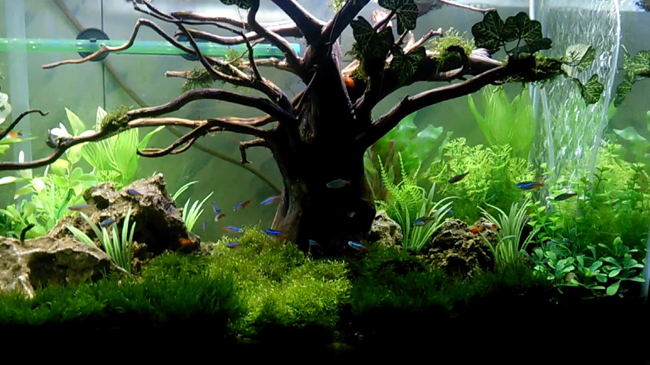 Aquascape tanpa CO2 pengunaan tanaman low mantainance YouTube