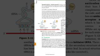tRNA-the adapter molecule NCERT diagram #neet #m.imp for 12th, neet#biology  # Urvashi bio easy