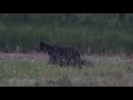 2021 Yellowstone Junction Butte Wolves - Puppy Field Trip