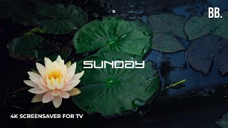 4K Sunday Lotus Screensaver with Nature Sounds | 4K Live Wallpaper for 4K TV, Samsung, LG, PC screenshot 2