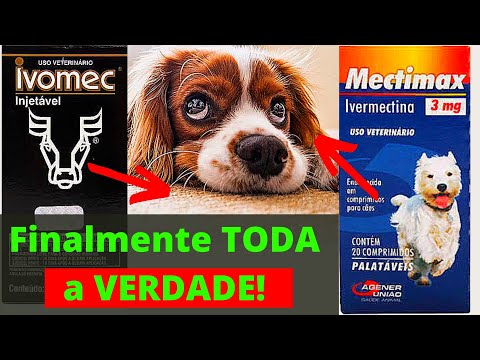 Vídeo: Como limpar as orelhas de um cão com vinagre e água