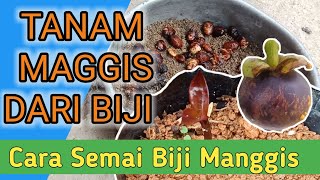 PANDUAN LENGKAP MENYEMAI BIJI MANGGIS DARI AWAL