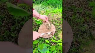 ST43677268mini rotary tillage and ridging all-in one tree 🌲 short view #travel #beach #flower