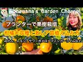 【プランターでみかん栽培】柑橘の収穫とレア柑橘4種の植え込み作業 #みかんの育て方 #レモン栽培
