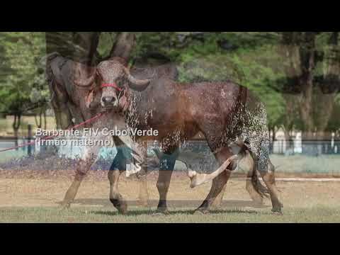 LOTE 38   HERANÇA FIV CABO VERDE  JCVL 3948