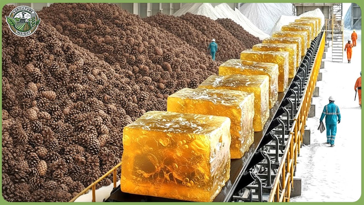 Inside a Massive Modern Pine Processing Factory — Resin, Pine Nuts ...