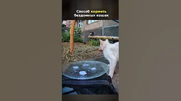 Новый СПОСОБ кормить бездомных КОШЕК! #shorts