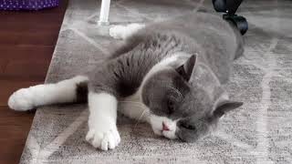 How do cats react to catnip stick? V2 🤣🤣🤣 by Furry Friend Coco 926 views 3 years ago 3 minutes, 5 seconds