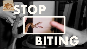 Taming an AGGRESSIVE Baby Snake