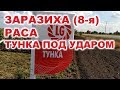 ЗАРАЗИХА 8-я раса на Тунке и  LG 5580 ПОДСОЛНЕЧНИК ЛИМАГРЕЙН