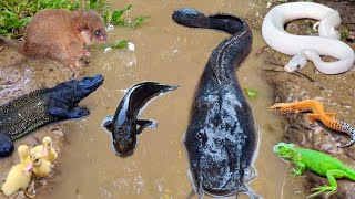 Exciting! Fishing for large catfish in a hole with lots of scary animals like snakes, crocodiles.