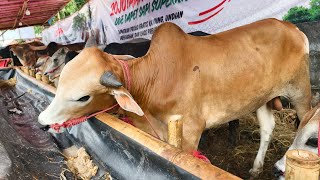 HARGA GROSIR, SAPI SEGEMUK INI 20 JUTAAN🔥GROSIR SAPI QURBAN CONDET❗