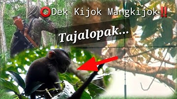 Sadis !! Tembak Habis Hama Kera Perusak Kebun Warga || Berburu Kera/monyet ekor panjang