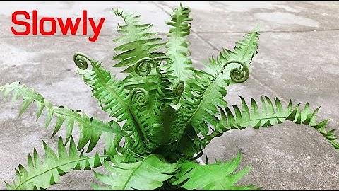 ABC TV | How To Make Paper Tree Fern (Slowly) - Craft Tutorial