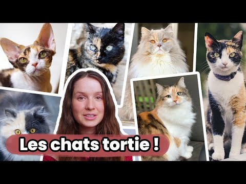 Vidéo: Les chats chimères sont-ils rares ?