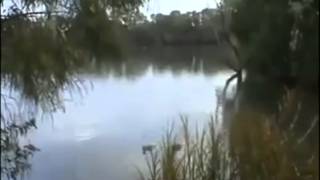 Large mysterious fish eats duck   Funny Vines