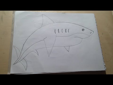 فيديو: كيفية رسم سمكة قرش بقلم رصاص