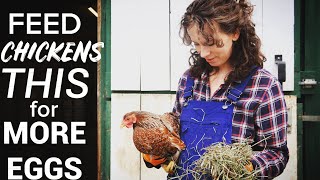 WHAT TO FEED CHICKENS for BEST PRODUCTION