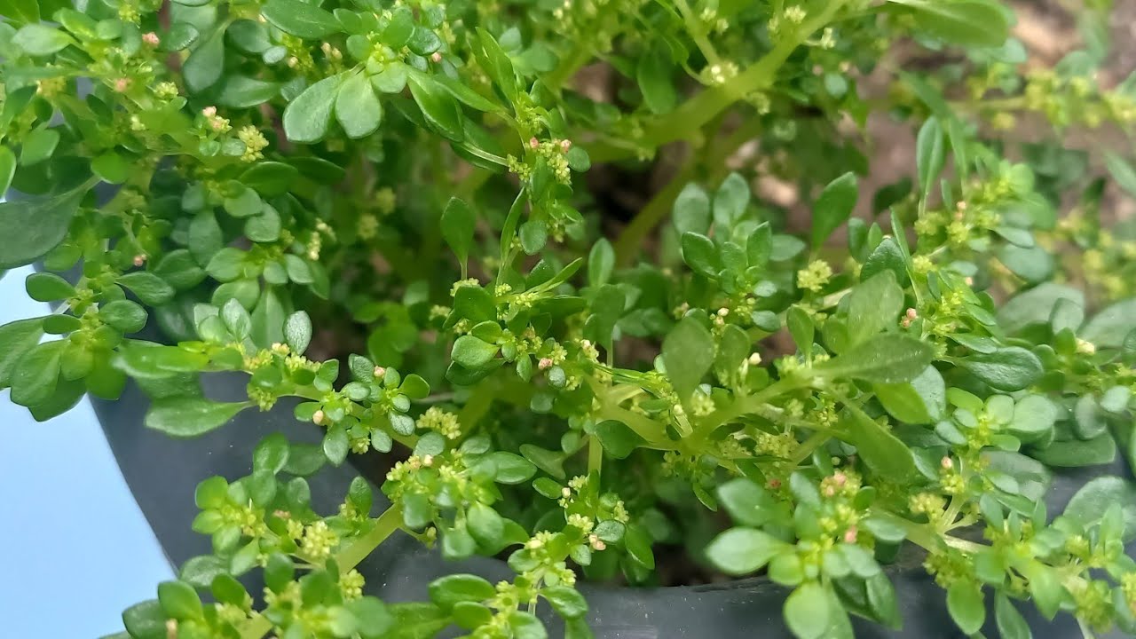 BRILHANTINA - NÃO JOGUE FORA!! ELA É UMA PLANTA MEDICINAL INCRÍVEL! 😱
