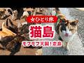 【女ひとり旅】猫島／モフモフ天国！広島県走島 2026.03【国内旅行】