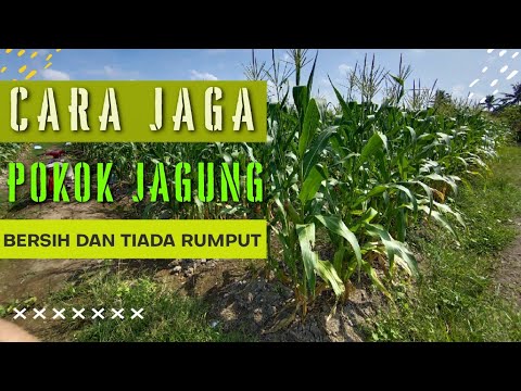 Video: 3 Cara Menjaga Jagung