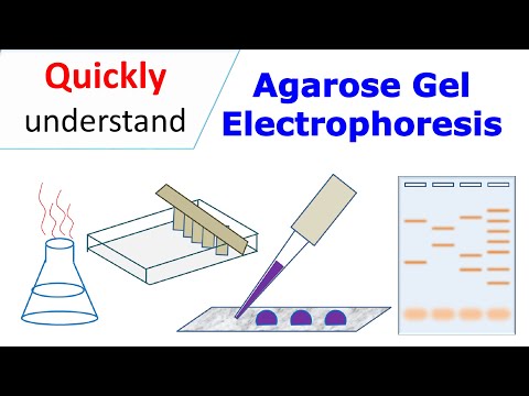 Video: Skillnaden Mellan Agar Och Agarose