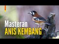 Masteran Burung Anis Kembang Ngepolong Pancingan Istimewa Gacor Mp3 - Mp4 Download