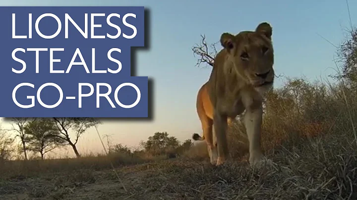 Cheeky Lioness Steals GoPro
