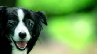 Purina ONE SMARTBLEND - Adobe Lily