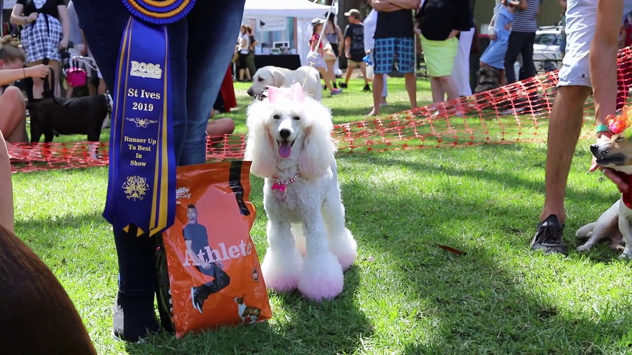 Dogs in the park Nsw Short Video YouTube