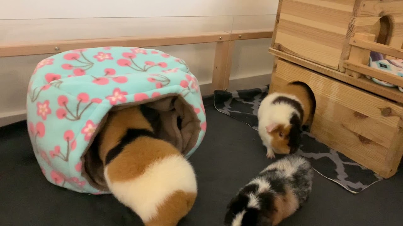 Das Beweisvideo - Meine Meerschweinchen lieben Fleece! | Die Schweinwohner