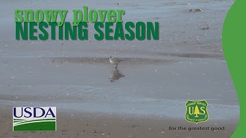 Snowy Plover Nesting Season