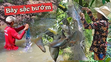 Giăng lưới hôm nay trúng bày cá sặc Bướm khủng 216 #CôBaSôngNước