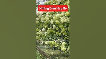 Cẩm Tú Cầu Thân Gỗ và những điều hay ho về nó ☎️ 0921.826.862 - 092.391.6866 #shorts