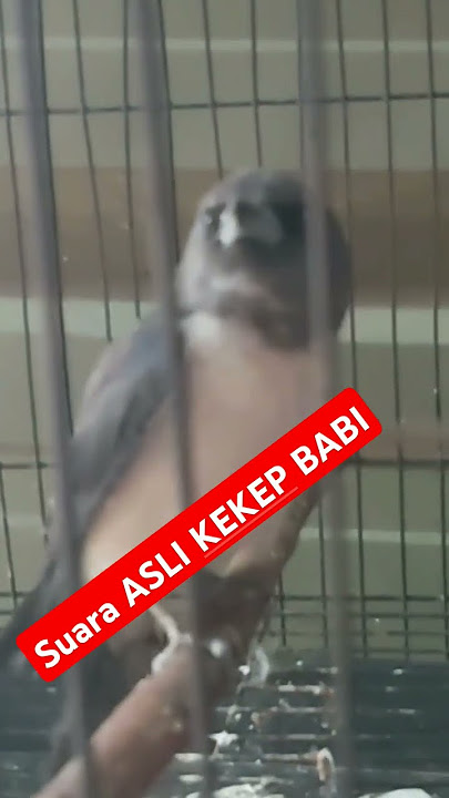 Suara asli burung kekep babi