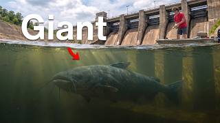 I Investigated the Giant Fish Nobody Can Catch!