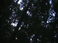 Strange noise in adirondack mountins Strange noise in adirondack mountins