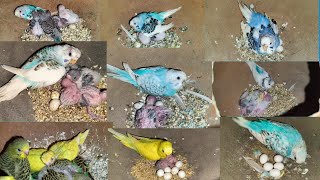 Badguies Parrot Breeding Progress / Badguies Parrot Shandaar Breeding Progress/
