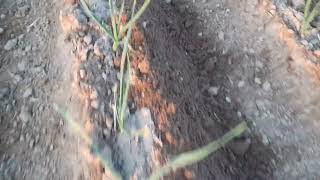 Bezorkowa Uprawa Czosnku Zimowego, Jarego Oraz Cebuli Z Dymki.