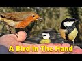Videos For Cats To Watch A Bird In The Hand ONE HOUR mp3