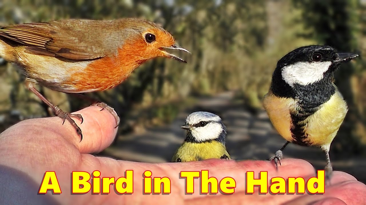 Videos For Cats To Watch A Bird In The Hand One Hour Youtube