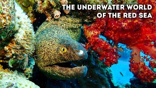 🤿 The Underwater World of the Red Sea (4K)