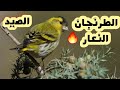 صوت الليكرا الطرنجان_ صوت نعار _ تغريد النعار الصيد النعار الخلوي البري