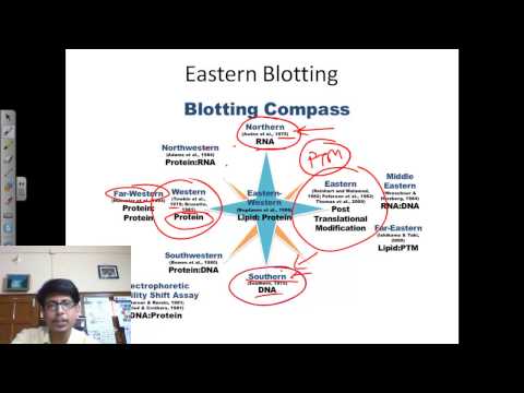 Video: Apakah kegunaan Eastern blotting?