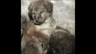 The cat/dog-meat and fur trade in China (Clips)