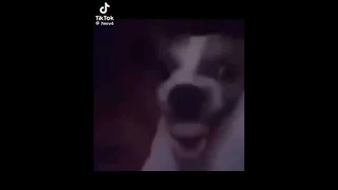 تلعب بوبجي ببجي ببجي موبايل كلب سمكة ميمز Memes 